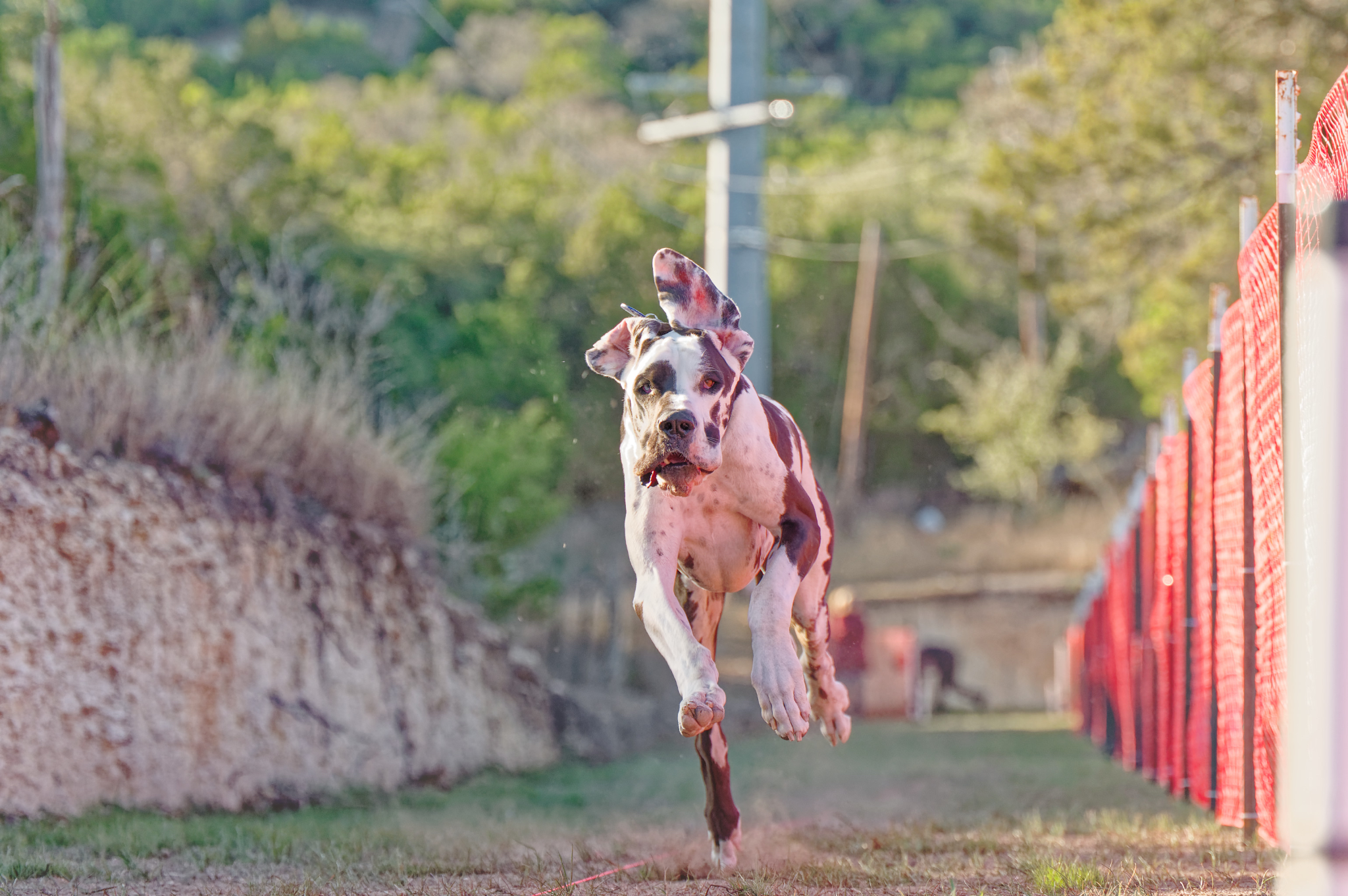 Fast Cat Track Dogs FastCATr — Track runs. See progress. Earn titles.